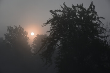 Sunrise behind trees on foggy morning