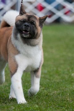 Akita exhibiting during the conformation event at a dog show in a vertical image