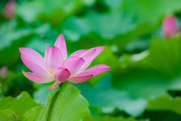 Lotus blooming in summer, in northern China