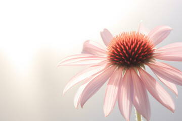 Echinacea Flower in Soft Bright Light on White Background