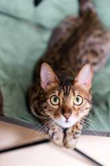 家でくつろぐ猫　ベンガルキャット