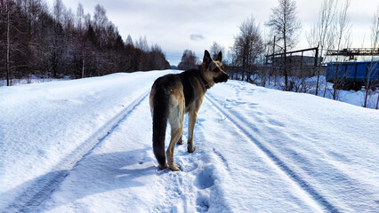 Dog German Shepherd in a winter day on railway road and white snow arround. Big waiting eastern European dog veo and white snow