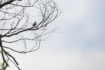 There is a bird on the dry branch and it calls again