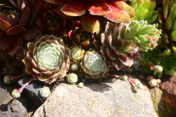 Sempervivum arachnoideum ZUCKERWATTE rojnik pajęczynowaty