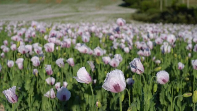 Pink Opium Poppy field in a rural landscape in sunny day. Selective focus.
