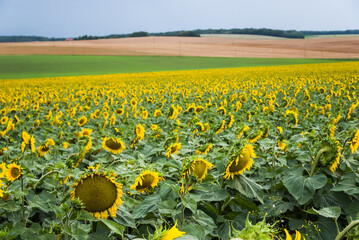 Obraz premium Champ de tournesols. Paysage rural à Montigny Mornay Villeneuve. Agriculture de tournesol. Pluie et orage arrivant sur les cultures céréalières. 