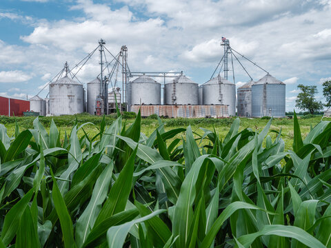 Silos and Cornfield, Farming Indiania