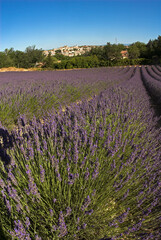 Fototapeta premium Lavandula latifolia, culture de la lavande, Village, Valensole , 04, Alpes de Haute Provence, France