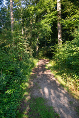 Fototapeta na wymiar Wanderweg durch das Eichenwäldchen in Winhöring, Landkreis Altötting, Oberbayern, Bayern, Deutschland