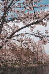 Fototapeta na wymiar beautiful pink sakura cherry blossom flowers blooming in the garden in spring