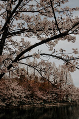 beautiful pink sakura cherry blossom flowers blooming in the garden in spring