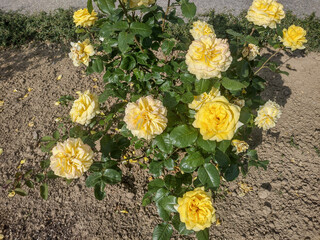Group of yellow roses in Romania