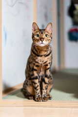 猫　ベンガル　キャット