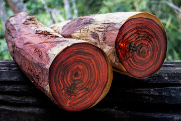 Wood logs of Siam rosewood Exotic wooden beautiful pattern for crafts