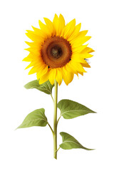 A sunflower on a white background isolated PNG