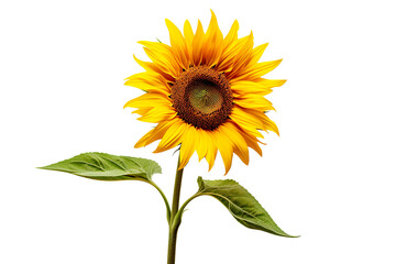 Obraz premium A sunflower on a white background isolated PNG