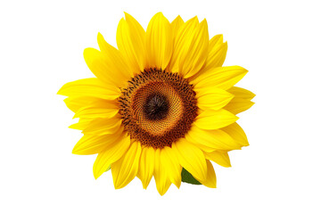 A sunflower on a white background isolated PNG