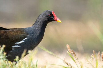 Close-up of a sitting / standing common moorhen with green backgorund