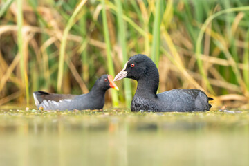 Close-up of a swimming eurasian coot