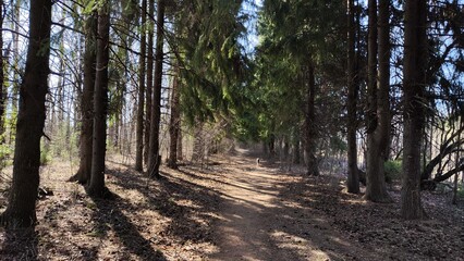 Road or path in the Park among the tall trees. An alley among pine trunks on a sunny day with light and shade. Landscape, nature for background