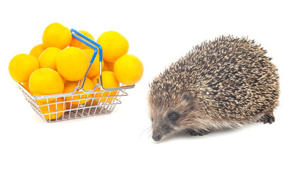 European hedgehog next to a basket of apricots on a white background