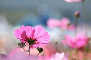 ピンクのコスモス