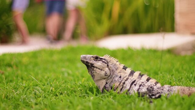 Iguana in Grass in Cancun, Mexico