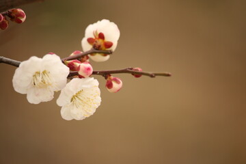 梅の花