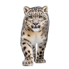 Fototapeten Snow leopard © Zaleman