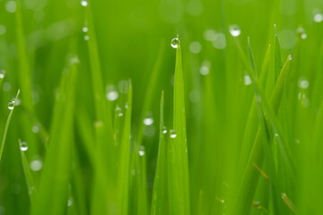 Fototapeta na wymiar sparkling morning dew on the green grass. blurred image of dew or raindrops. natural background. droplets. 