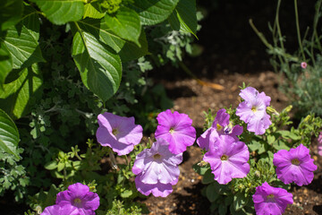 初夏の花壇に咲くペチュニアの花