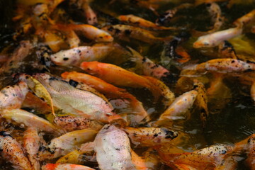 orange yellow black tilapia in a fresh water pond. natural background. 