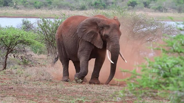 Elefante africano, ba&ntilde;o de arena