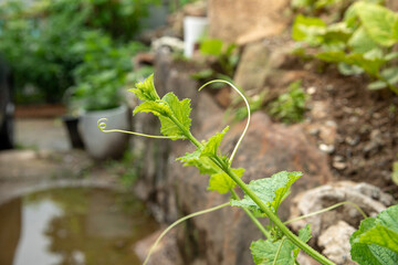 Young shoots of pumpkins planted along the fence