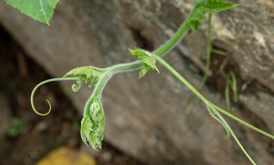 Young shoots of pumpkins planted along the fence