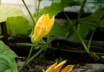 pumpkin yellow flowers