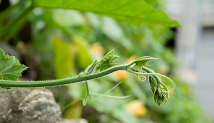 Young shoots of pumpkins planted along the fence