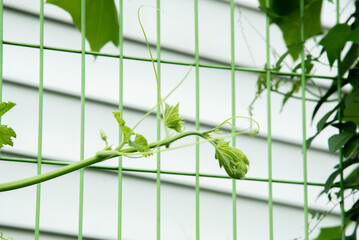 Young shoots of pumpkins planted along the fence