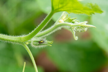 Young shoots of pumpkins planted along the fence