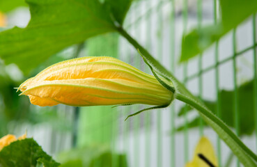 pumpkin yellow flowers