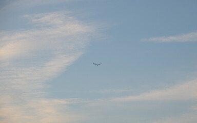 bird flying in the sky