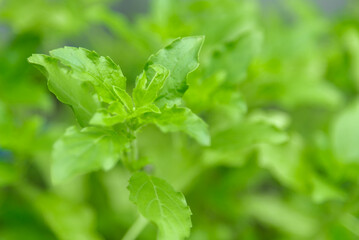 The youngest of the basil plant