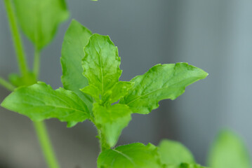 The youngest of the basil plant