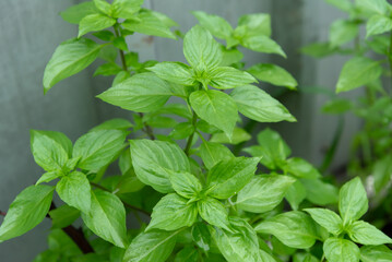 Basil planted in the garden