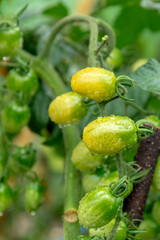 The tomatoes planted in the garden have just been watered.