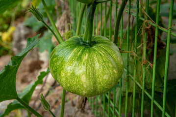 Pumpkins on the fence