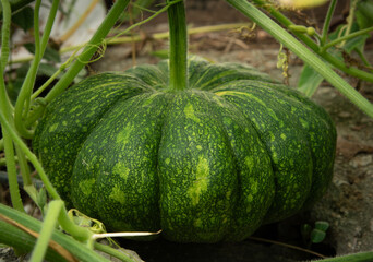 fully grown green pumpkin