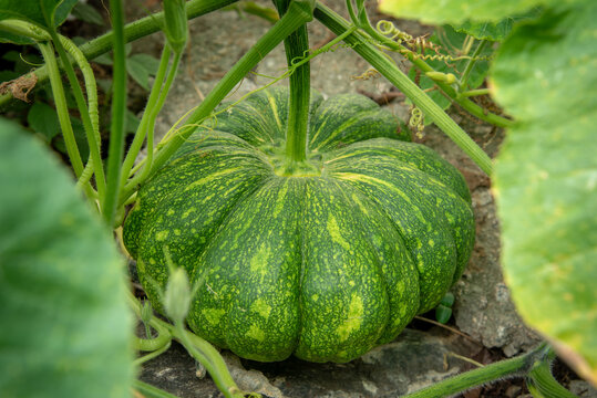 fully grown green pumpkin