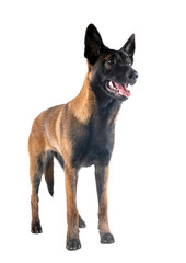 puppy malinois in studio