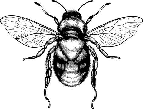 Vector black and white ink drawing of a bee. Elegant detail for design, symbol of nature and industriousness. EPS-10